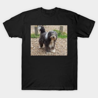 Bearded Collie Beachcombing - Beardie on the Beach T-Shirt